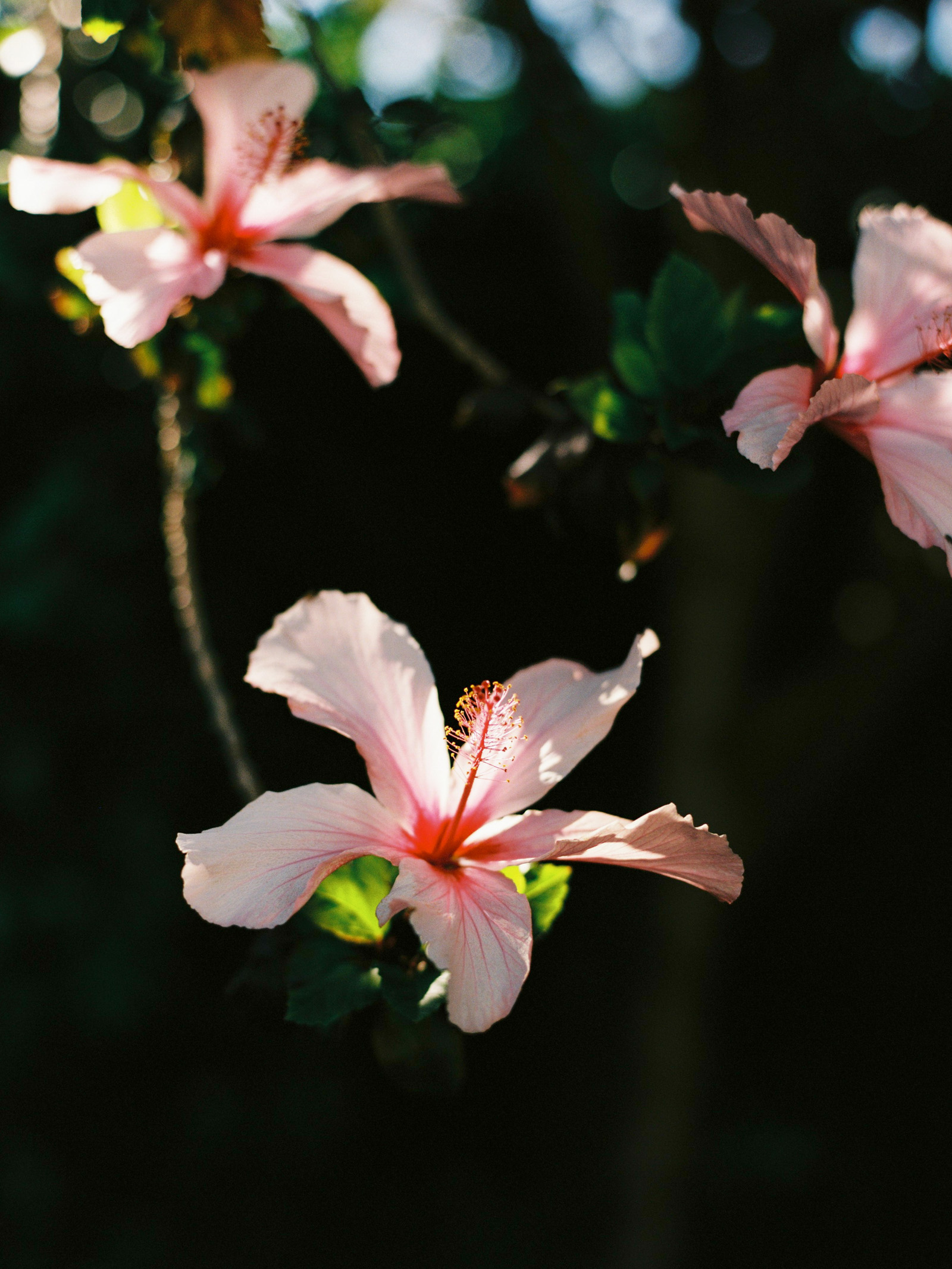 Hibisco de Jardim